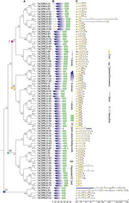 Identification of CDPKs involved in TaNOX7 mediated ROS production in wheat